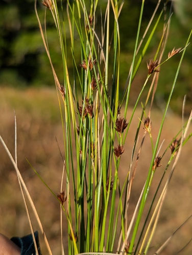 brownish beaked-rush (Rhynchospora capitellata)
