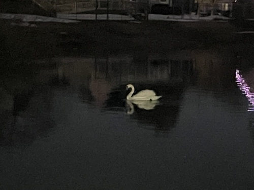 Mute Swan observed by cryptidhunter