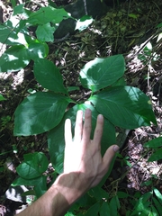 Xanthosoma pentaphyllum