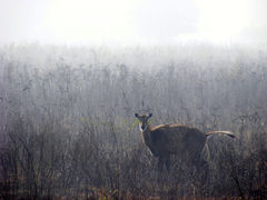 Boselaphus tragocamelus