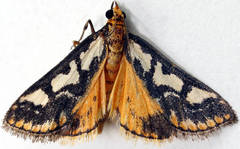 Metallarcha pseliota