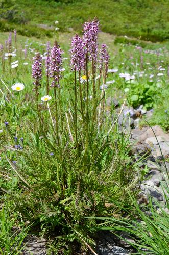 Elephant's-Head lousewort (Pedicularis groenlandica)