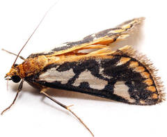 Metallarcha pseliota