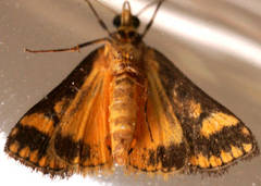 Metallarcha pseliota