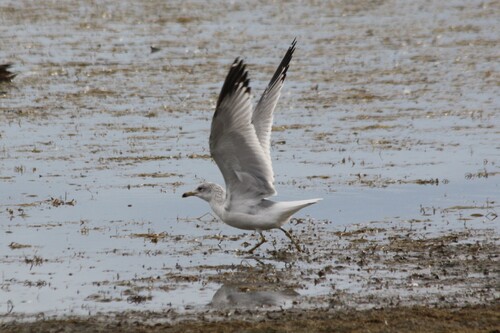 Ring-billed Gull observed by susancrick
