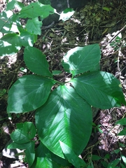 Xanthosoma pentaphyllum