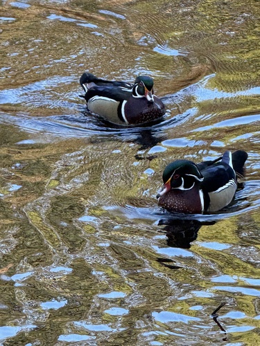 Wood Duck observed by lukabevanda