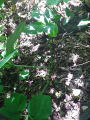 Xanthosoma pentaphyllum