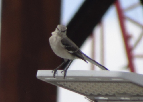 Northern Mockingbird