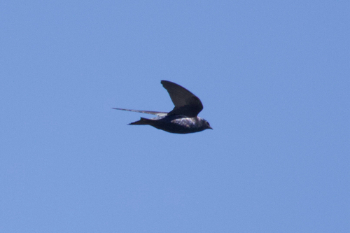 Purple Martin observed by nikolevy