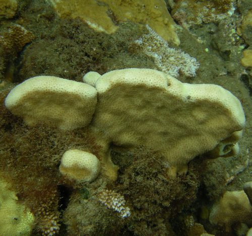Pavona duerdeni observed 2008-04-10