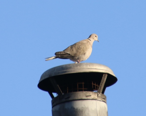 Eurasian Collared-Dove observed by wikinose