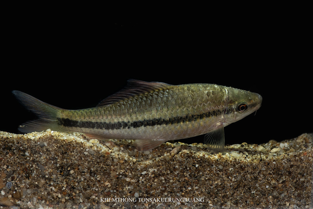 Bonylip barb (Osteochilus microcephalus) — Cyprinidae