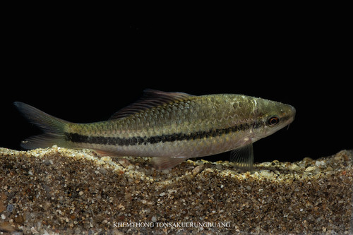 Bonylip barb (Osteochilus microcephalus) — Cyprinidae
