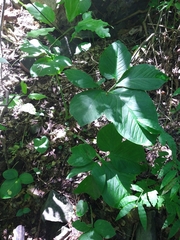 Xanthosoma pentaphyllum