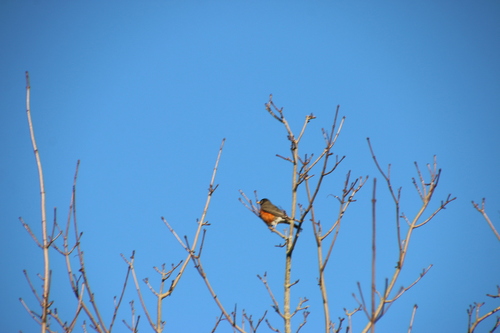 American Robin observed by wikinose