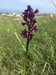 Anacamptis morio caucasica