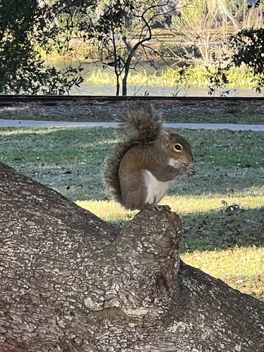 Eastern Gray Squirrel