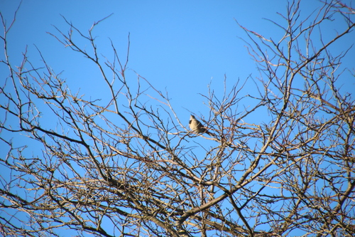 Northern Flicker observed by wikinose