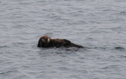 Southern Sea Otter observed by jmaughn