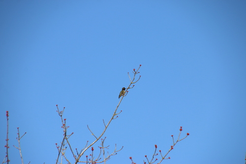 Anna's Hummingbird observed by wikinose