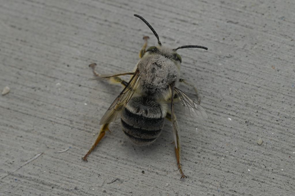 Pallid Habropoda