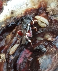 Brachymeria podagrica