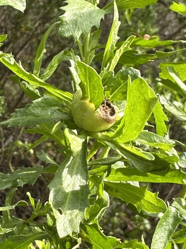 Unknown species found near Fair Oaks, CA, USA