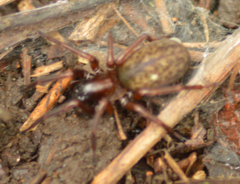 Coelotes atropos