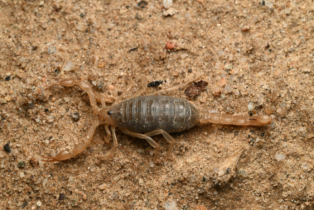 Koehn Lake Scorpion
