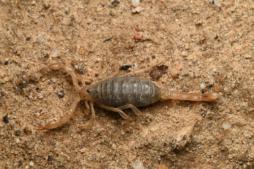 Koehn Lake Scorpion