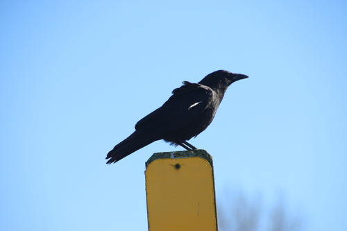 American Crow observed by wikinose