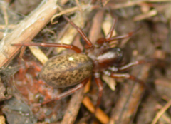 Coelotes atropos