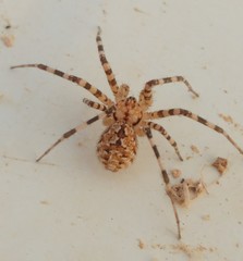 Hersiliola simoni