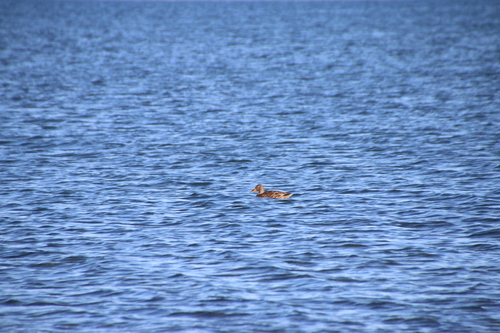 Mallard observed by wikinose