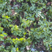 Japanese pachysandra from Delaware County, US-PA, US on March 01, 2026 at 03:46 PM by Helena