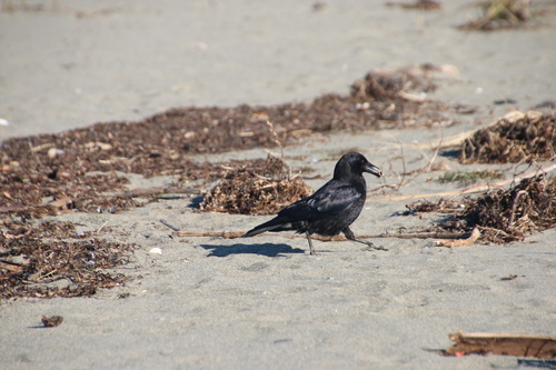 American Crow observed by wikinose