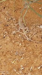 Acanthodactylus boskianus