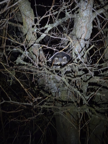 Common Raccoon observed by kristinpiston