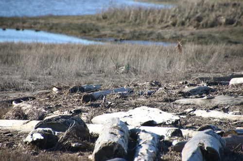 Killdeer observed by wikinose