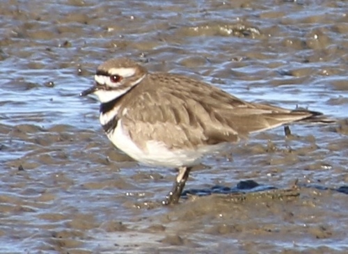 Killdeer observed by wikinose