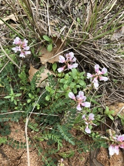 Astragalus distortus