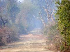 Canis aureus indicus