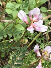 Astragalus distortus