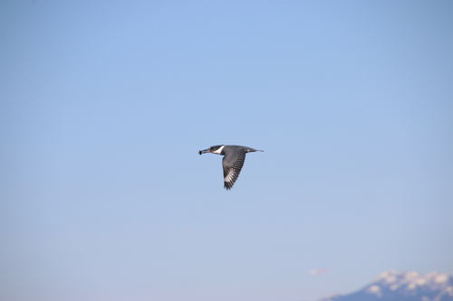 Belted Kingfisher observed by wikinose