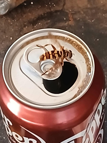 Unknown species found near Tyler, TX, USA