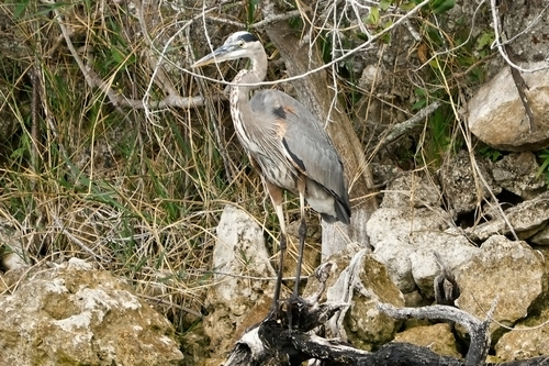 Great Blue Heron observed by karen33317