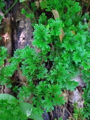 Selaginella marginata