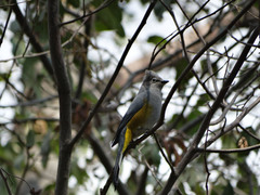 Ptiliogonys cinereus