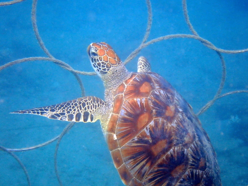 Tortue verte observed by momaz